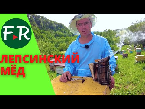 Видео: Лепсинский органический мёд с предгорий Джунгарского Алатау, Казахстан. Триумф на XLV Апимондии!