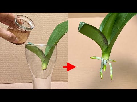 Видео: Эта странная вода быстро оживляет молодые листья и корни
