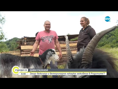 Видео: Диви разкази - Защо боксьор и ветеринарна лекарка заживяват в Родопите? - Събуди се...(20.06.2021)