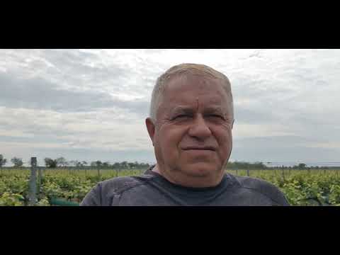 Видео: Пролетно измръзване 2025. Работа в лозето 2025