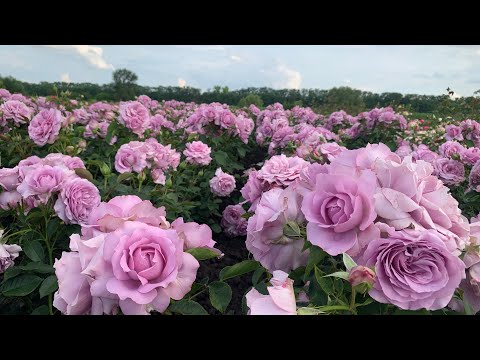 Видео: Грядки роз -я от них в восторге!