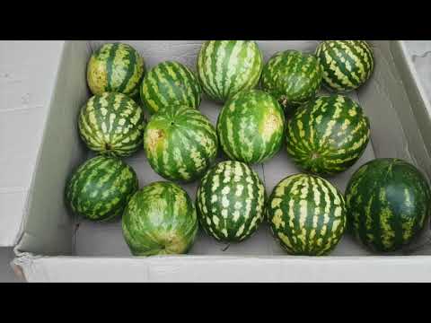 Видео: Закваска Арбузов на Зиму! Секретный Рецепт!