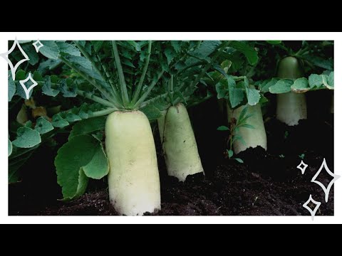 Видео: Посадка дайкона в открытый грунт: когда и как сеять семена, правильно выращивать и ухаживать