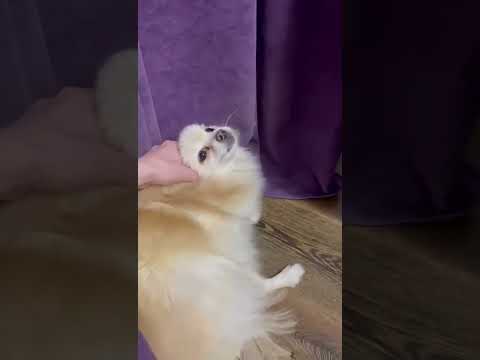 Видео: Пароксизмальная дискинезия у шпица (приступ) // paroxysmal dyskinesia in dog