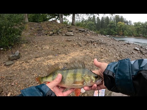 Видео: окуня в непогоду