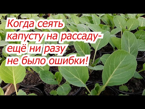 Видео: Когда сеять капусту на рассаду- точные сроки для любого региона!