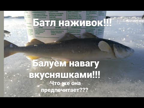 Видео: Батл НАЖИВОК  !!! Вкусняшки для наваги !!! Что же она предпочитает  ???