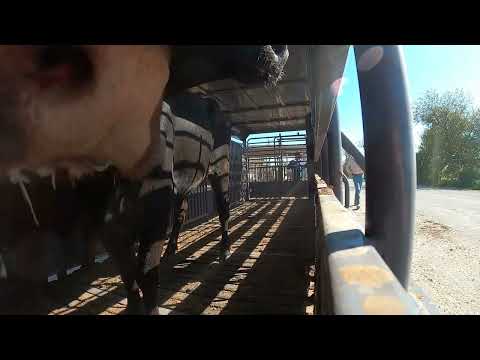 Видео: Пытаюсь купить коров