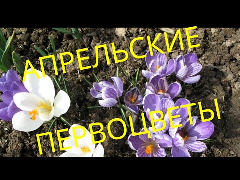 Видео: Апрельские ПЕРВОЦВЕТЫ