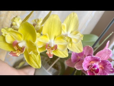 Видео: Цветение в мае 2022 . Мои пелорики 🦋💛 Часть 1