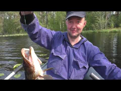 Видео: Рыбалка на самоловки на лесном озере!