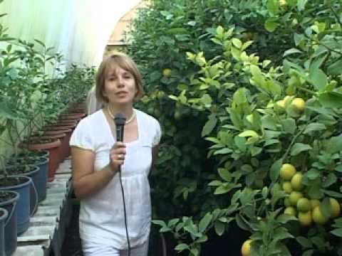 Видео: Поместье. Лимонарий Шевкыя Шерфединова в Саках