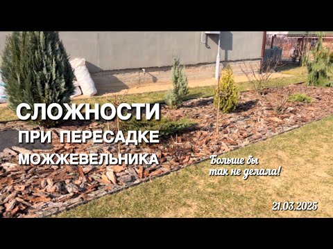 Видео: Чуть пересадила 8 летний можжевельник Грин карпет. Больше бы так не делала!