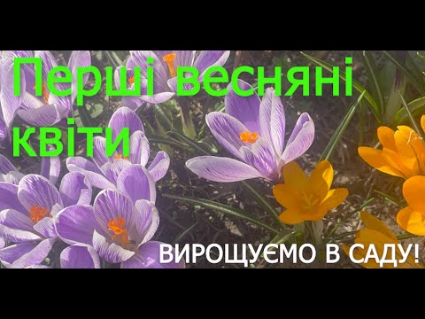 Видео: Перші весняні квіти. Вирощуємо у саду!
