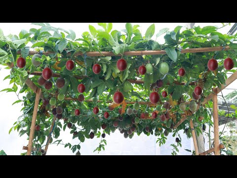 Видео: Урожайно - Вкусно - Вырастить маракуйю в домашних условиях несложно