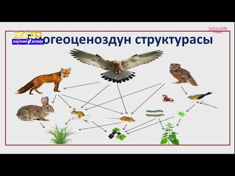 Видео: 9-класс | Биология | Биогеоценоз жана анын негизги компоненттери