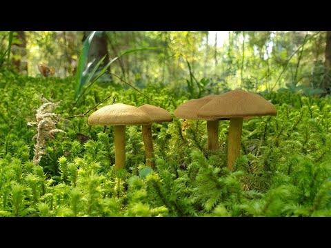 Видео: Мох, грибы, червячки, лес и всякое такое