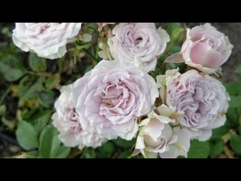 Видео: 28 августа 2023 г.Розы цветут и радуют.🌹🌹🌹#garden ,#розы ,#розывсаду ,#розыостина
