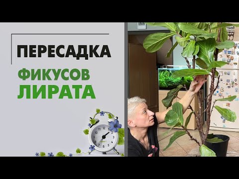 Видео: Пересадка фикусов Лирата. Фикус Лирата и стволы в нескольких вариациях.