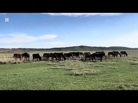 Видео: Ауыл вайб: Нұр-Қасқаның үйірі