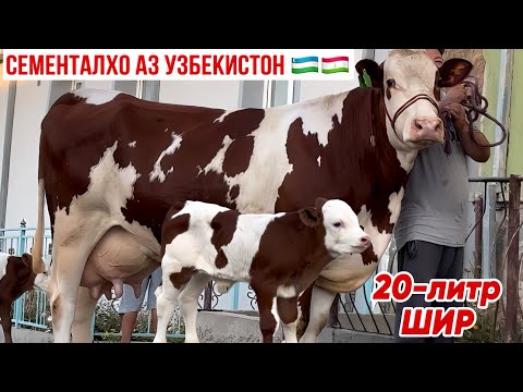 Видео: Сементалхо аз УЗБЕКИСТОН