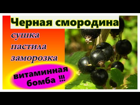 Видео: 🔴Смородина🔴Варианты заготовки на зиму🔴Без сахара🔴Сохраняем все витамины🔴Вкусно и полезно🔴