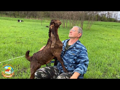 Видео: Жизнь на хуторе, снова пополнение в нашем хозяйстве