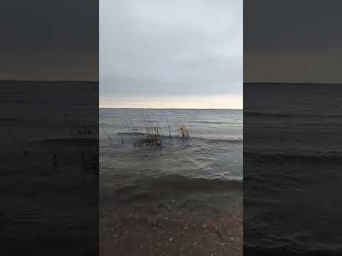 Видео: 🌊🍂 шум волн 