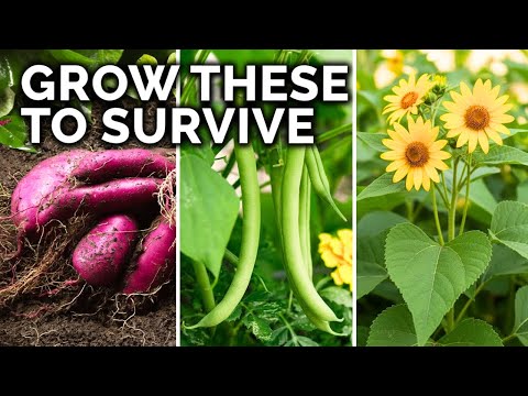 Видео: 15 культур, которые помогут вам выжить и получить МАКСИМУМ калорий