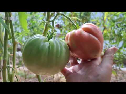 Видео: Дегустация 5, самый сладкий томат сезона