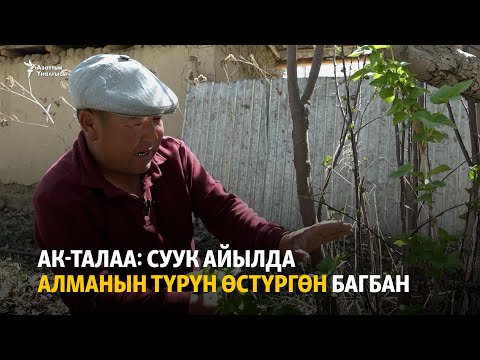 Видео: Ак-Талаа: суук айылда алманын түрүн өстүргөн багбан