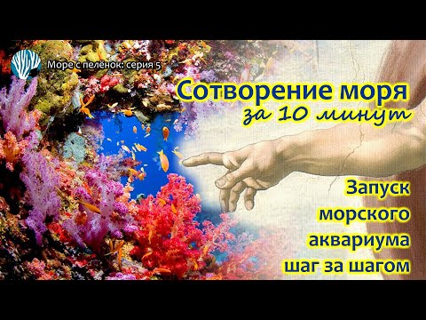 Видео: Всё о запуске морского аквариума за 10 минут