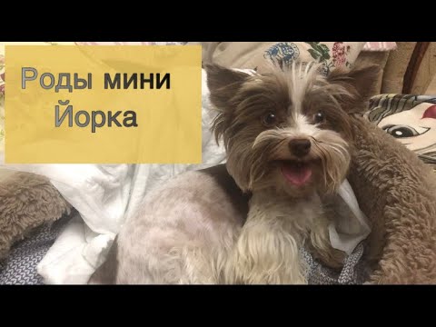 Видео: Роды Йоркширского терьера в домашних условиях. Впервые принимаю роды 😱