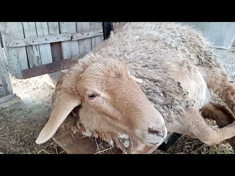 Видео: Живой вес Кочкара эдильбевской породы