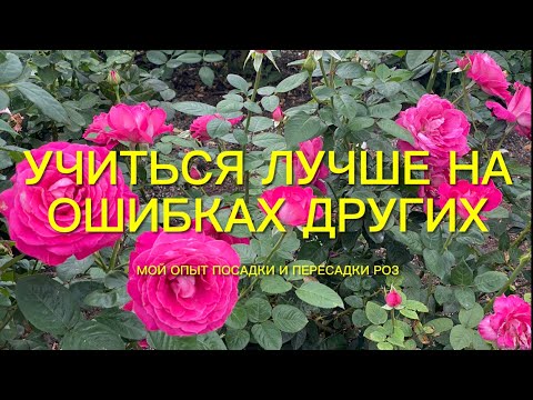 Видео: Розы. Важнейшие детали при посадке и пересадке роз. Чтобы не совершить ошибки….🌹🌹🌹