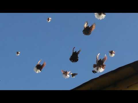 Видео: Николаевские голуби. г.Терновка 159.