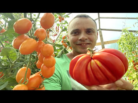 Видео: ПОЛНАЯ, ПОЭТАПНАЯ ИНСТРУКЦИЯ ПО ВЫРАЩИВАНИЮ ТОМАТОВ БЕЗ ХИМИИ