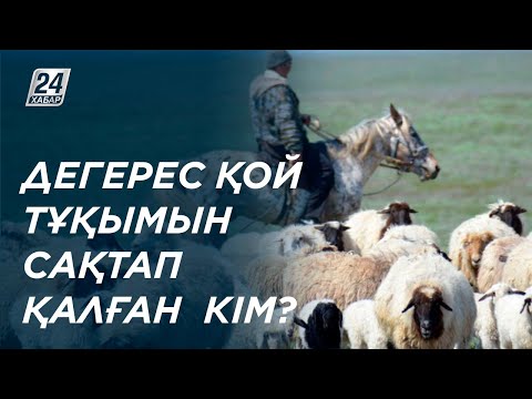 Видео: Дегерес қой тұқымын сақтап қалған қарағандылық шопан үздік атанды