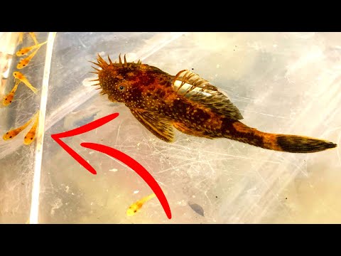 Видео: Bristlenose Plecos - ВСЁ, ЧТО ВЫ ХОТИТЕ ЗНАТЬ!