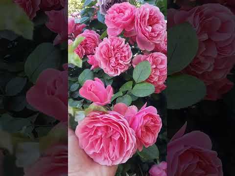 Видео: 12 октября 2025 г.