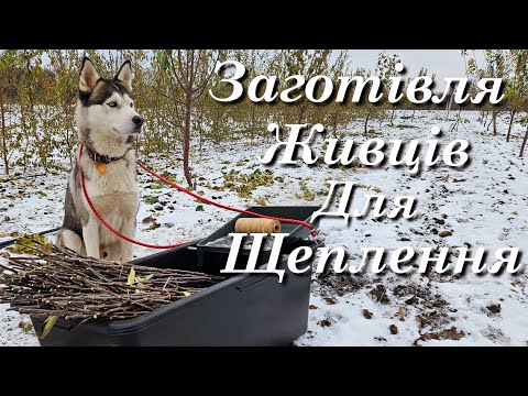 Видео: Коли нарізати живці для щеплення.Як зберігати живці зимою.