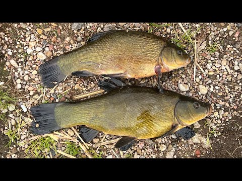 Видео: ЛИНЬ ЕСТЬ! «Минское море». Сёмковский залив. Боковой кивок с каяка.