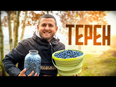 Видео: Терен — дика слива, яку недооцінюють