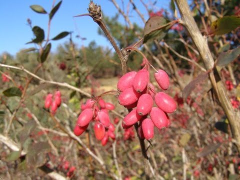 Видео: Подножный корм осеннего сезона