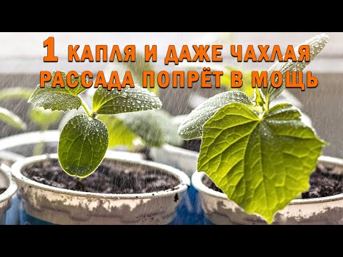 Видео: Даже чахлая рассада вмиг станет крепкой и красивой. "Боевой коктейль" для рассады.