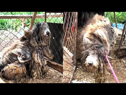 Видео: После 4 лет в неволе отчаявшаяся собака отказывается выходить из клетки