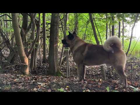 Видео: 7 лет Хаммеру !