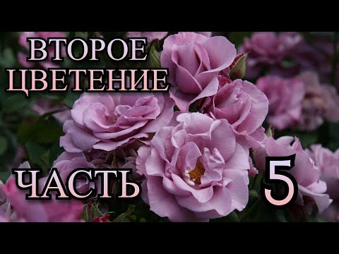 Видео: Второе цветение🌹✓Часть 5✓🌹52 розы в обзоре!!🦋🥰