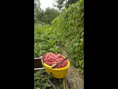 Видео: Фасоль.Советы огородникам.