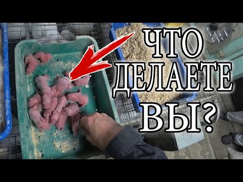 Видео: А ВЫ ВЫКАРМЛИВАЕТЕ КРОЛЬЧАТ?